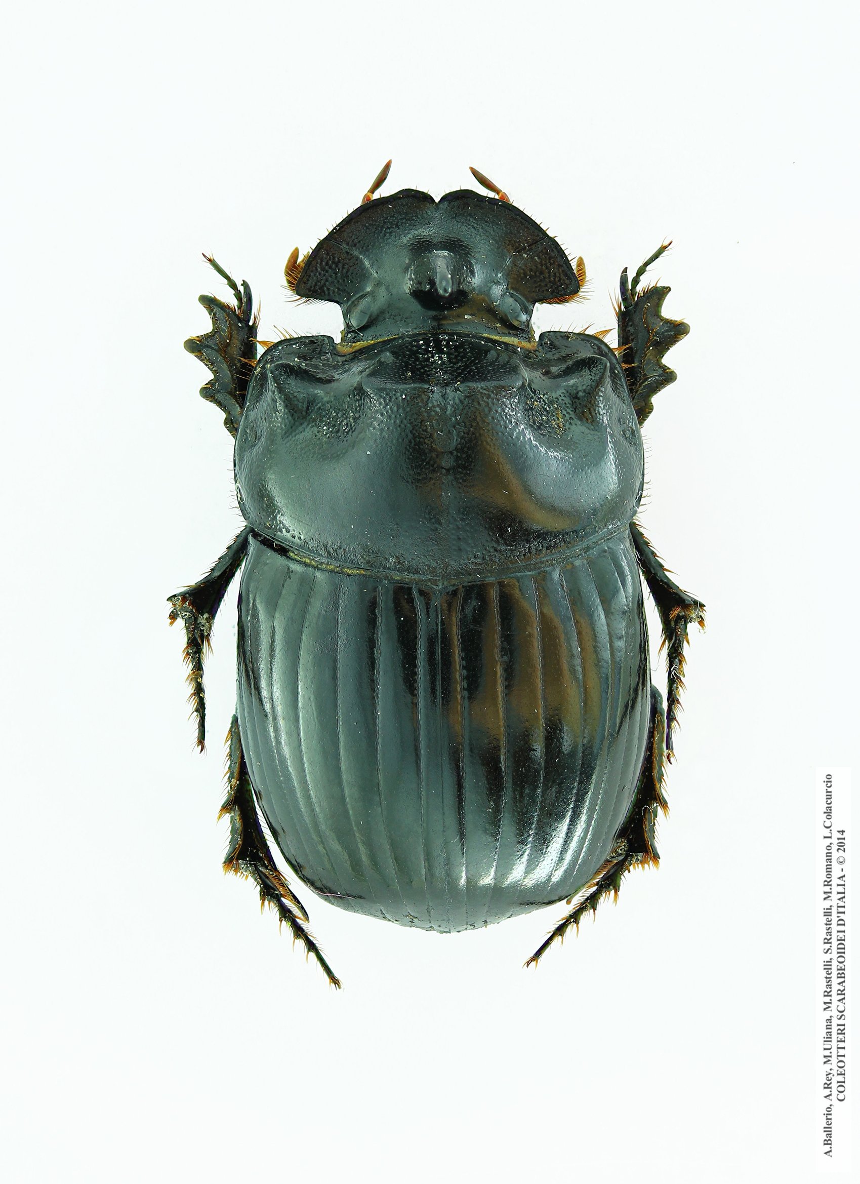 Copris lunaris, maschio